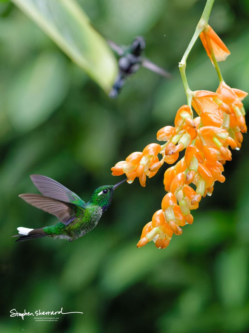 A sharp profile shot of a male Purple-bibbed Whitetip hummingbird hovering mid-air, inserting its bill into a hanging cluster of orange flowers. Its deep violet throat bib and white post-ocular spot are clearly visible, with a second blurry bird in the distant background.
