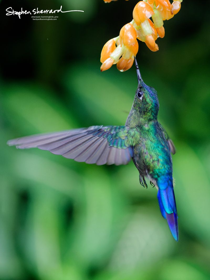 An immature male Violet-tailed Sylph hummingbird hovers vertically to feed from a hanging cluster of orange flowers, showing off its iridescent green body, blue crown, and a developing, shorter blue tail.