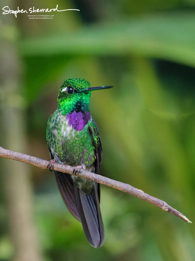 A male Purple-bibbed Whitetip hummingbird perches on a branch, its head turned slightly to make its iridescent amethyst throat patch flare brilliantly against its shimmering green chest.
