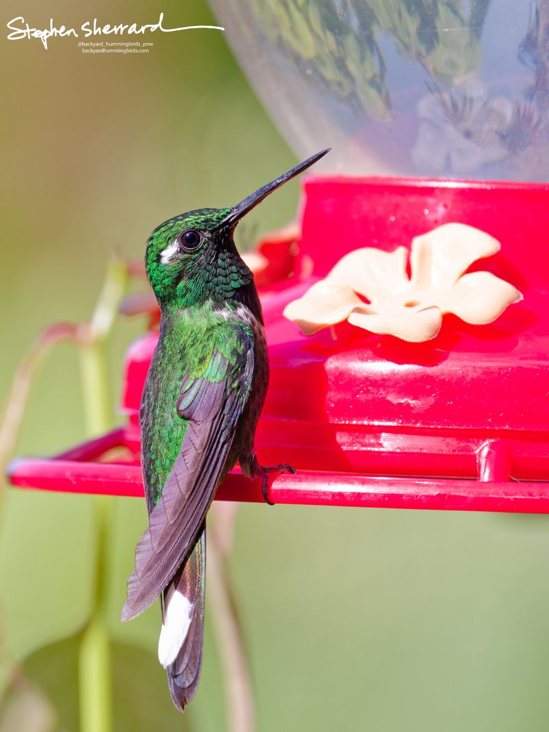 A rear view of a male Purple-bibbed Whitetip hummingbird perched on a feeder rim, showing its iridescent green back, prominent white post-ocular spot, and the signature bright white patch on its central tail feathers.