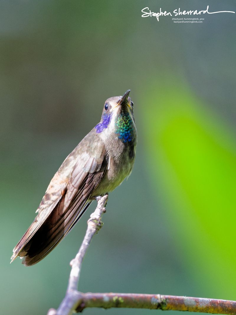 A Brown Violetear hummingbird perches on a thin vertical twig under direct sunlight, looking upward with its scaly iridescent green throat patch intensely illuminated.