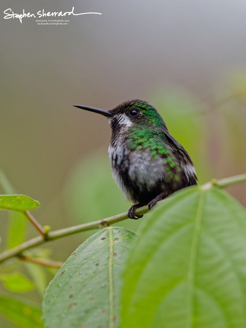 A close-up portrait of a female or immature White-booted Racket-tail hummingbird perched comfortably on a thin branch, showing its clean white mustache stripe, speckled green throat, and white thigh tufts.
