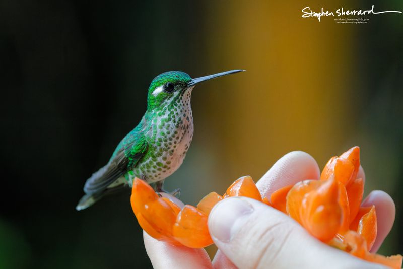 A female Green-crowned Brilliant hummingbird with heavily green-spotted white underparts perches on an orange flower cluster held in a human hand.