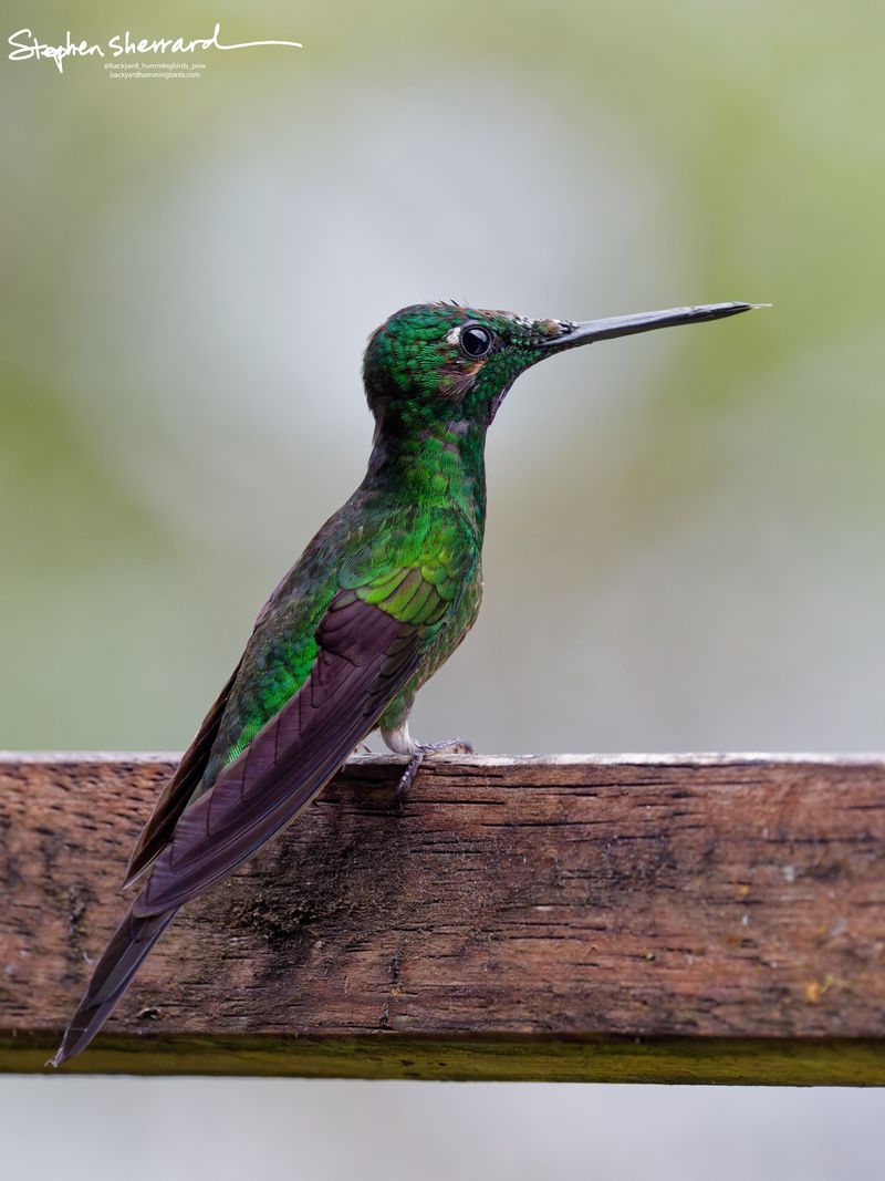 An adult male Green-crowned Brilliant hummingbird perches in profile on a rustic wooden railing. Its dense emerald-green feathers shine with a metallic bronze tint on the crown, complemented by a long straight black bill and a small white spot behind the eye.