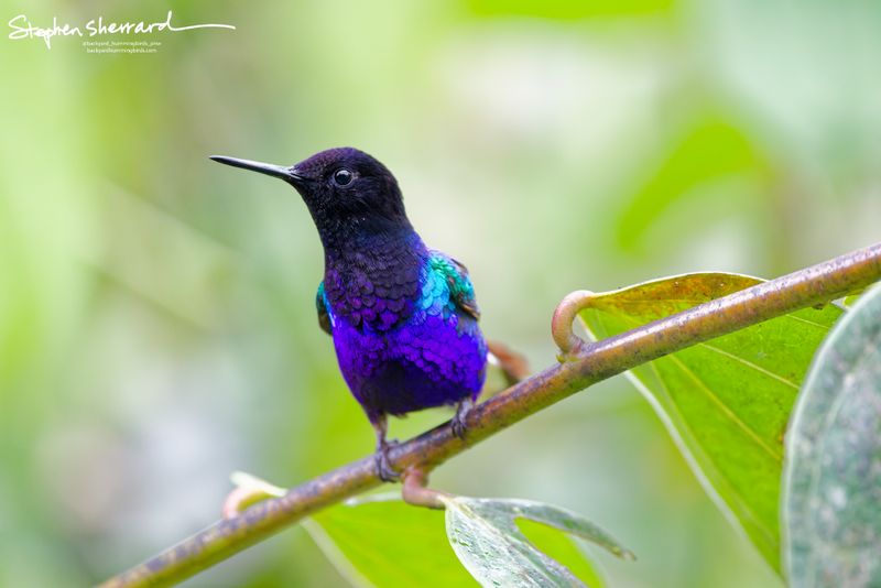 An adult Velvet-purple Coronet hummingbird perches on a diagonal vine against a soft green background, showcasing its velvety black head, iridescent turquoise shoulder flash, and electric purple-indigo breast scales.
