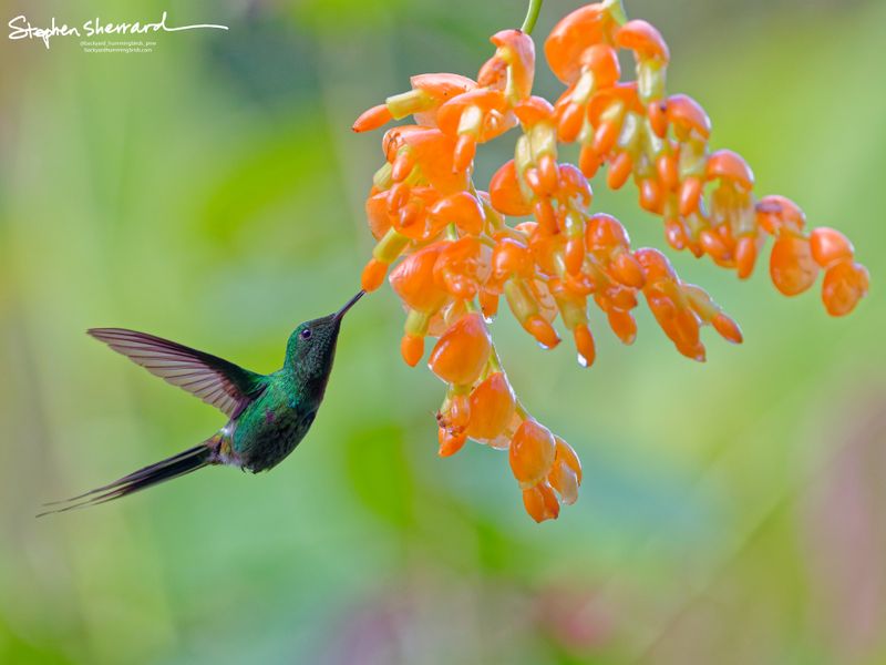 A male Green Thorntail hummingbird hovers to feed on an orange flower cluster, its wings swept downward and forward in a crisp profile shot against a soft green background.