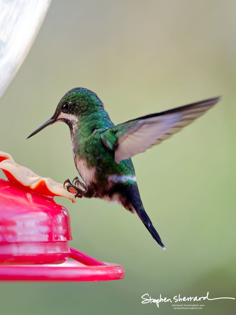 A female or immature White-booted Racket-tail hummingbird grips a red feeder rim mid-hover, its wings fanned wide and its downy white boots perfectly framed against a creamy background.