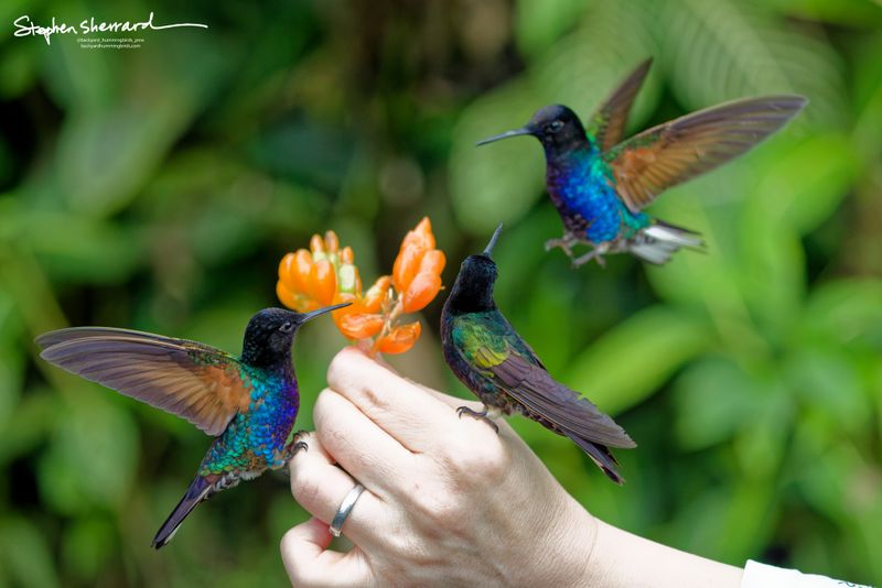 Ecuador Hummingbirds