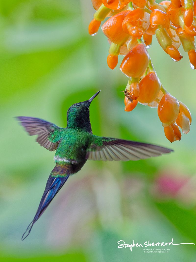 A rear view of a male Green Thorntail hummingbird hovering below a cluster of orange flowers, showcasing its iridescent green back, a clean white bar across its lower back, and a streaming dark tail.