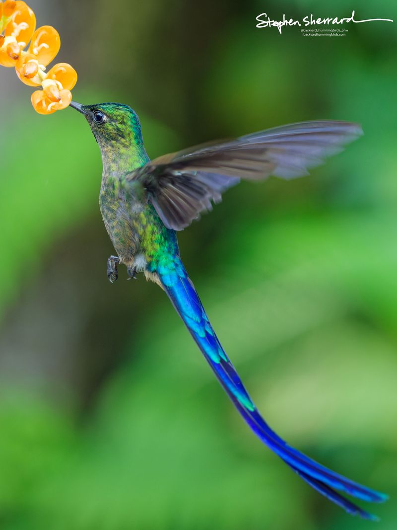 An adult male Violet-tailed Sylph hummingbird caught mid-air in a perfect vertical hover while sipping from an orange bloom, its long, elegant tail feathers curving dramatically through the frame.