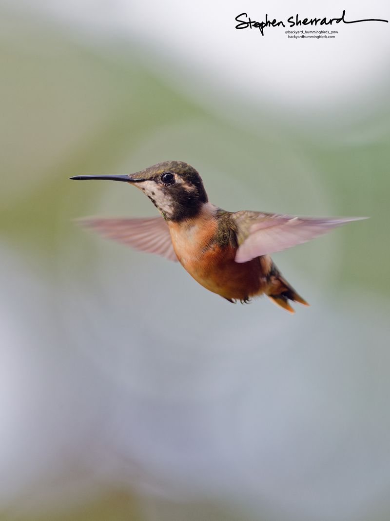 A tiny female Purple-throated Woodstar hummingbird frozen mid-flight against a soft bokeh background, showing its rich cinnamon-orange underparts, speckled buff throat, dark eye mask, and short tail.