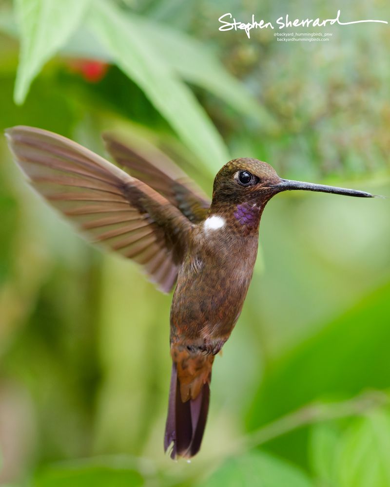 An adult male Brown Inca hummingbird freezes mid-hover against a lush green background, showing its long straight bill, prominent white neck spot, and flashing purple gorget.