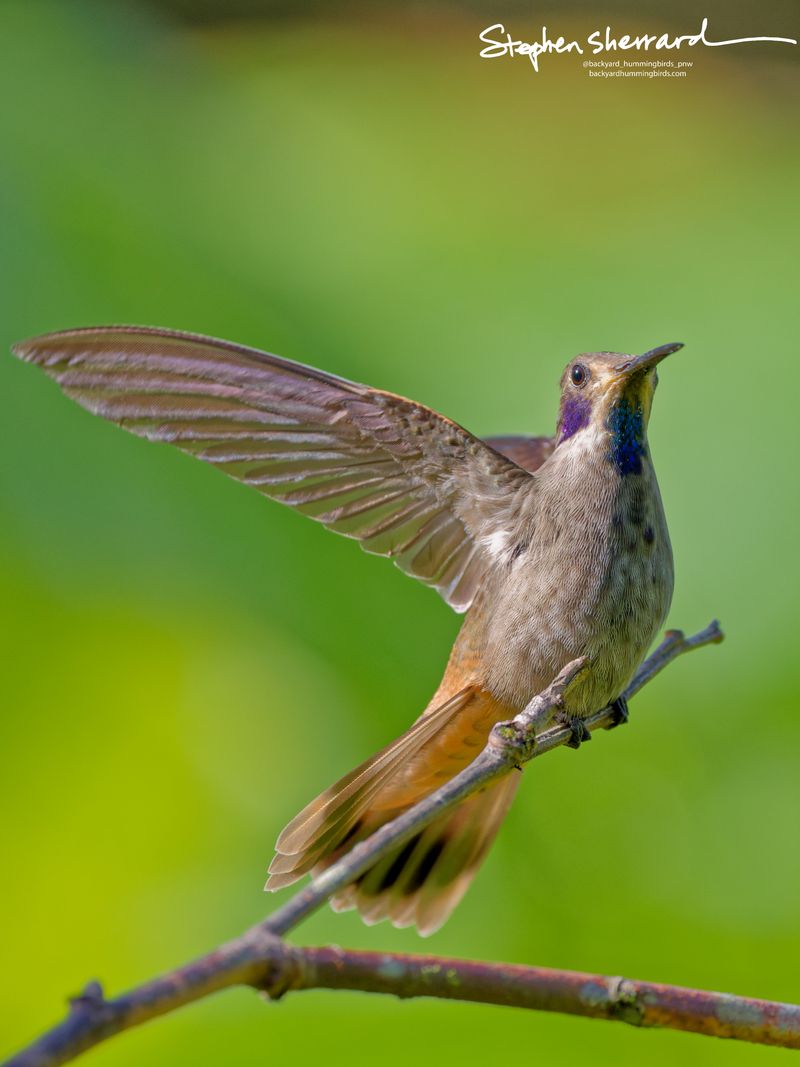 A Brown Violetear hummingbird stands on a branch and extends its left wing fully upward and outward, revealing its sleek primary wing feathers and warm cinnamon under-tail tones.