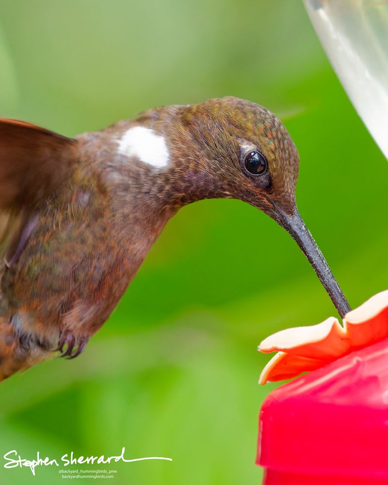 An extreme macro close-up profile shot of a Brown Inca hummingbird inserting its long black bill into a red feeder flower port, showing immense feather detail around its dark eye and white shoulder patch.