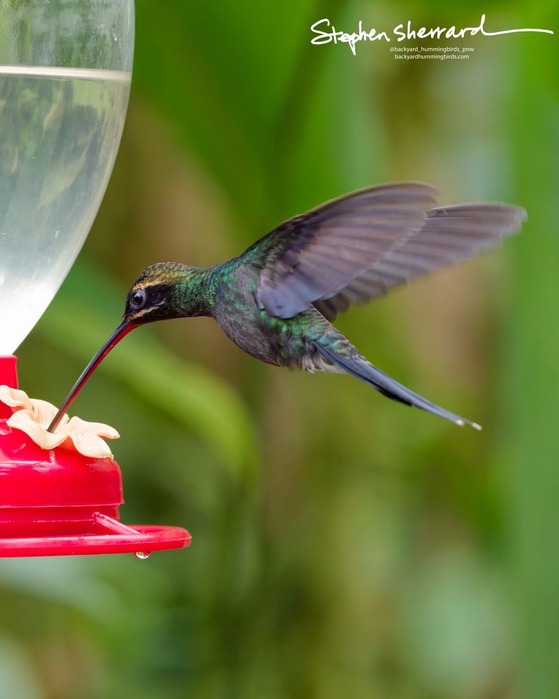 A White-whiskered Hermit hummingbird hovers steadily as it inserts its curved bill into a red feeder port, perfectly exposing the bright reddish-orange coloration on its lower mandible.