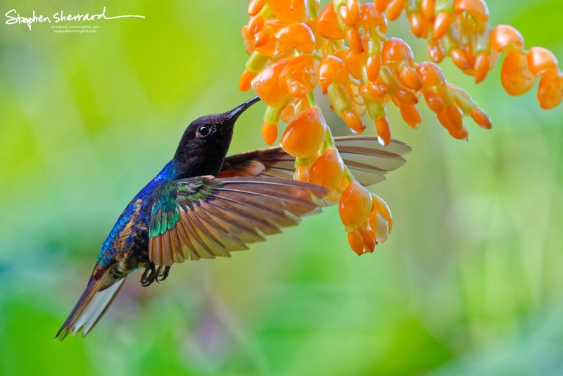 A Velvet-purple Coronet hummingbird hovers in a sharp horizontal profile, inserting its bill deep into a cluster of orange flowers while its outspread wings show beautiful translucent feather details.