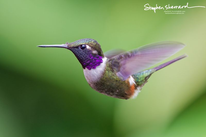 A side view of a tiny male Purple-throated Woodstar hummingbird frozen in mid-flight, showing its glittering magenta throat, white collar, and short pointed tail.