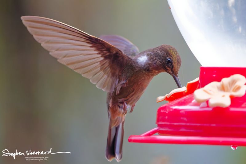 A Brown Inca hummingbird dips its head down to feed from a red and white nectar station, its wings angled back gracefully in a smooth forward glide.