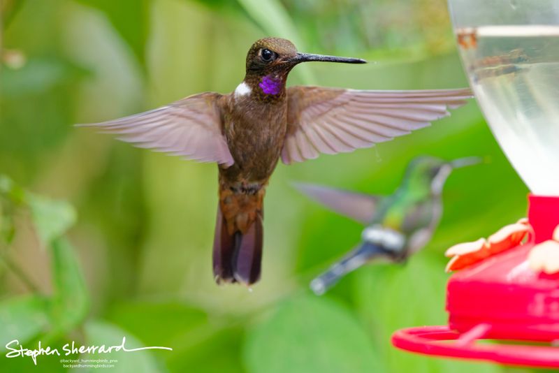 An adult Brown Inca hummingbird hovers in mid-air with wings fully spread. Its bronzy-brown body contrasts beautifully with a glittering iridescent purple throat patch and a stark white spot on the side of its neck. A second green hummingbird is softly blurred in the background.