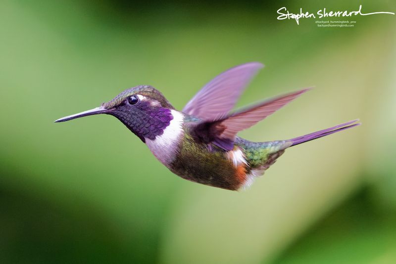 A male Purple-throated Woodstar hummingbird hovers in crisp profile, its wings caught at the peak of an upstroke, highlighting its high-contrast white chest band and glowing magenta gorget.