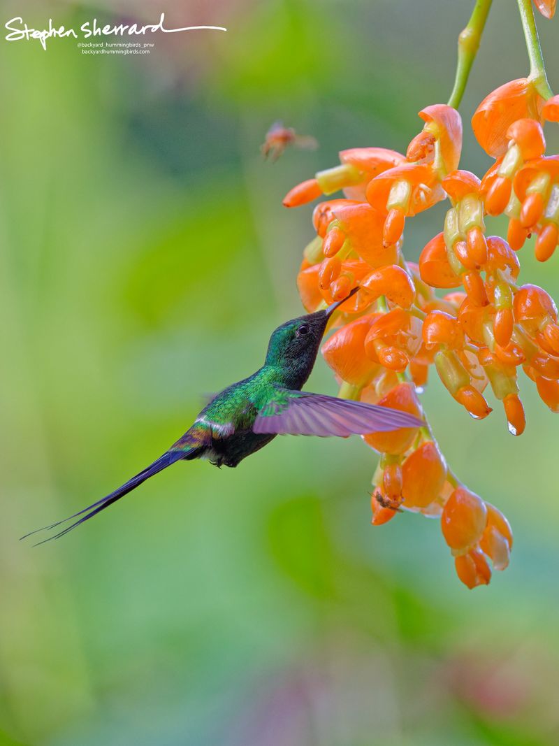 A male Green Thorntail hummingbird hovers horizontally while sipping nectar from an orange flower stalk, its tail trailing straight back into the out-of-focus background.