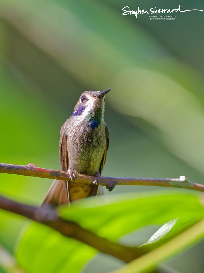 A front-facing view of a Brown Violetear hummingbird perching on a horizontal reddish branch framed by green leaves, looking up and to the right.