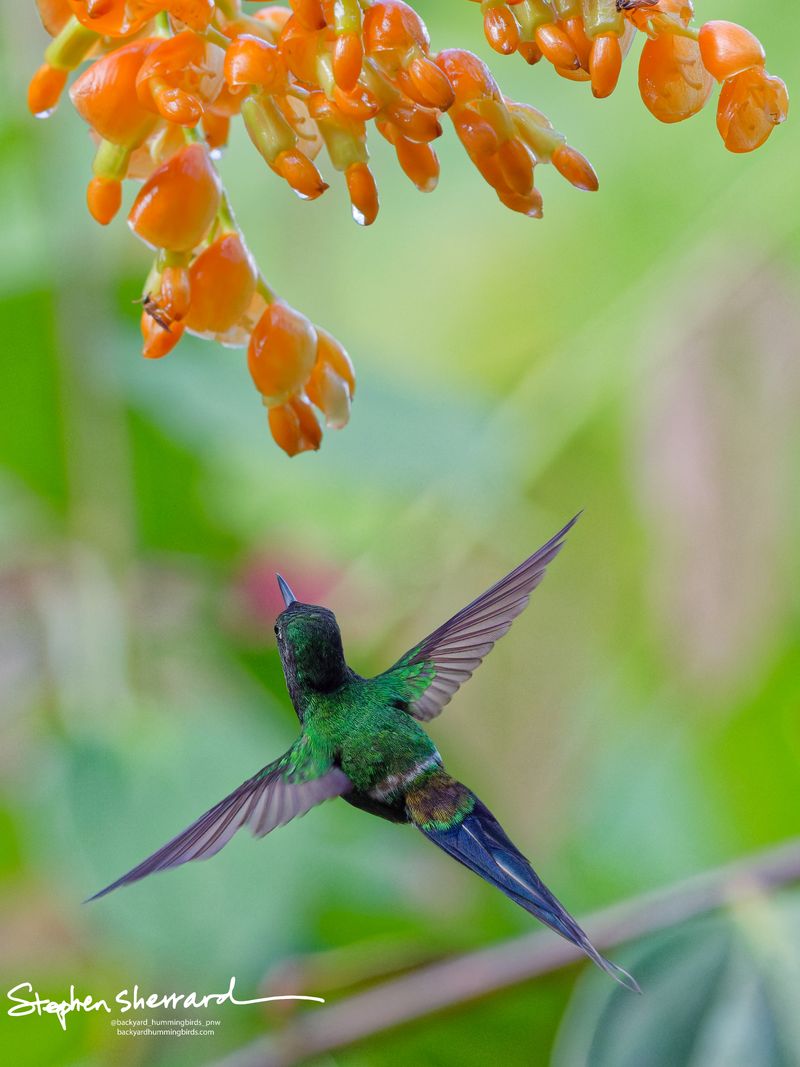 A rear view of a male Green Thorntail hummingbird hovering with its wings thrown wide upward in a V-shape, approaching a cluster of hanging orange cloud forest flowers.