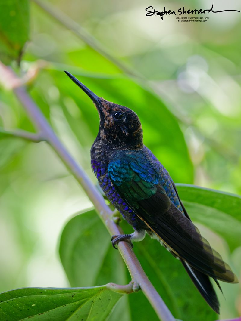 Side profile of a Velvet-purple Coronet hummingbird perching quietly on a thin branch amidst green leaves, showcasing its detailed bronze-tinted facial feathers and shimmering green-to-blue back scales.