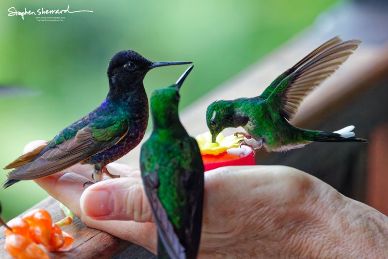 Three different species gather at a hand-held feeder setup. A Velvet-purple Coronet sits on the thumb, a large green Brilliant species sits center with its back turned, and a male Purple-bibbed Whitetip drinks from a port on the right.