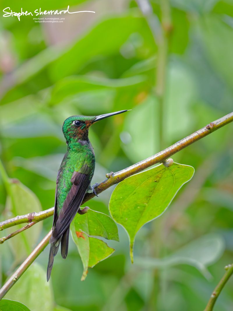 An immature male Green-crowned Brilliant hummingbird perches on a diagonal branch, showcasing a vibrant iridescent green body, a long straight black bill, and a distinct cinnamon-buff throat patch with fine speckling.