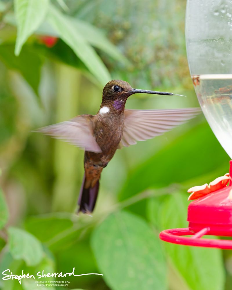 A male Brown Inca hummingbird hovers right next to a red plastic feeder, its wings spread wide in diffuse light revealing its chocolate-brown body plumage and purple throat patch.