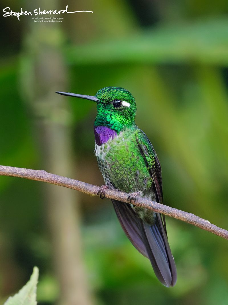 An incredible close-up portrait of a male Purple-bibbed Whitetip hummingbird perched on a clean branch, showcasing its solid emerald-green body and a flawless, flashing violet-purple throat bib.