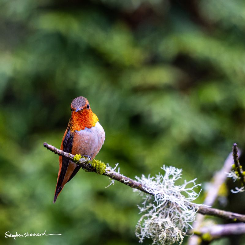Male Rufous Hummingbird perching on a lichen-covered branch facing the camera, brilliant iridescent orange-red gorget blazing fully, lush deep green forest background