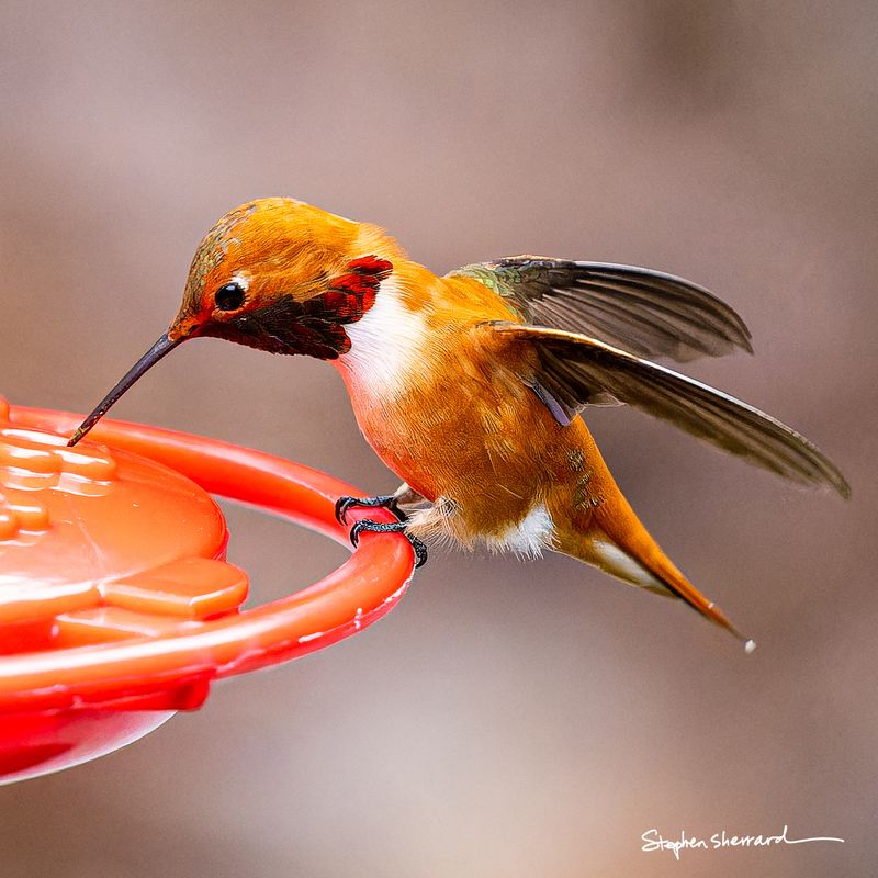 Male Rufous Hummingbird feeding at a red saucer feeder with bill inserted into a port, wings spread, partial developing gorget visible, warm tan background