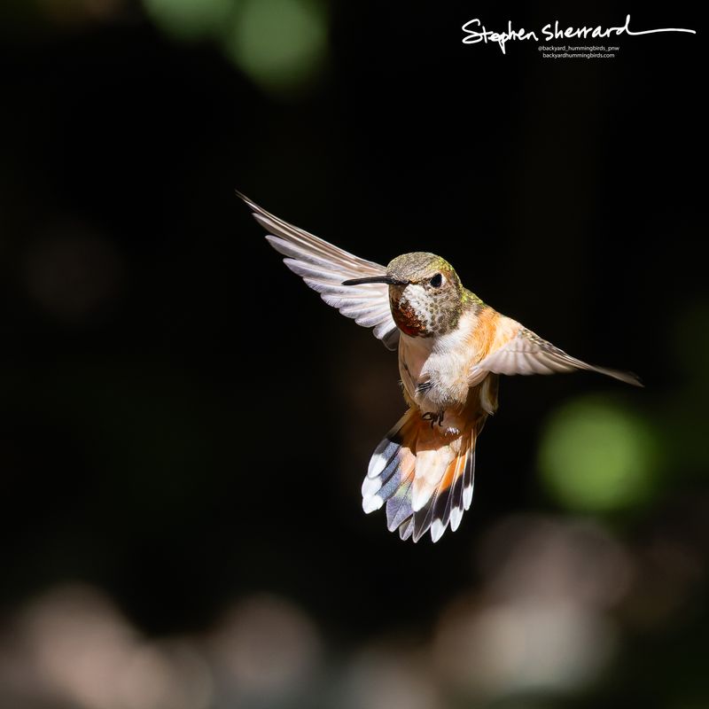 Female Rufous Hummingbird hovering face-on against a dark background, wings spread fully to both sides, tail fanned wide showing rufous base and white-tipped outer tail feathers