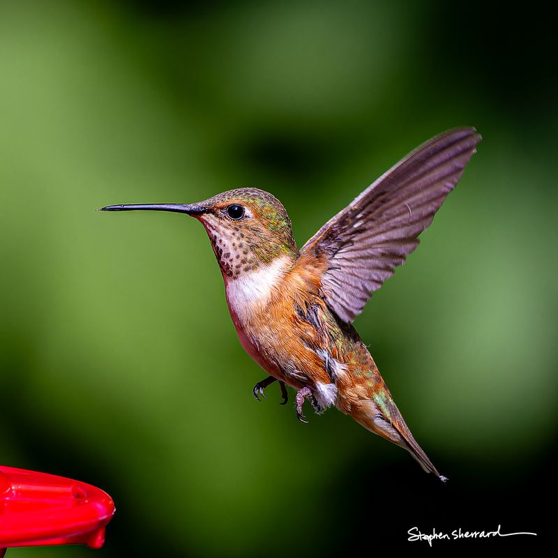 Female Rufous Hummingbird hovering in flight near a red feeder, wings raised upward, spotted throat and iridescent green head, lush dark green background