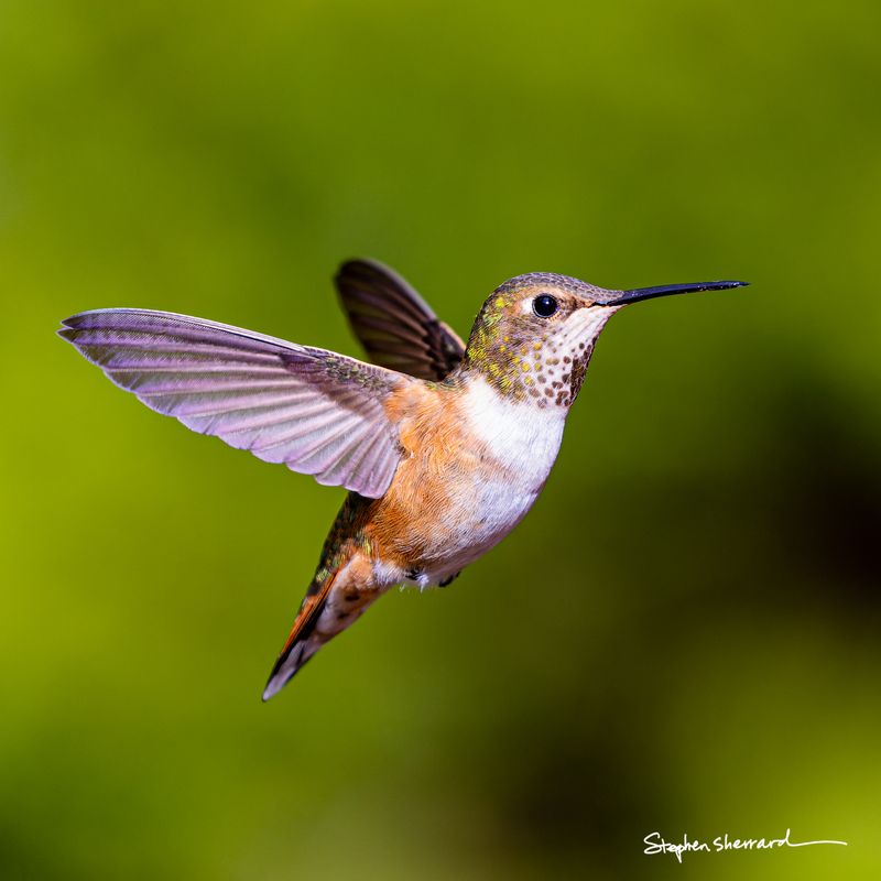 Female Rufous Hummingbird hovering in flight with wings spread wide, spotted throat visible, lush green bokeh background