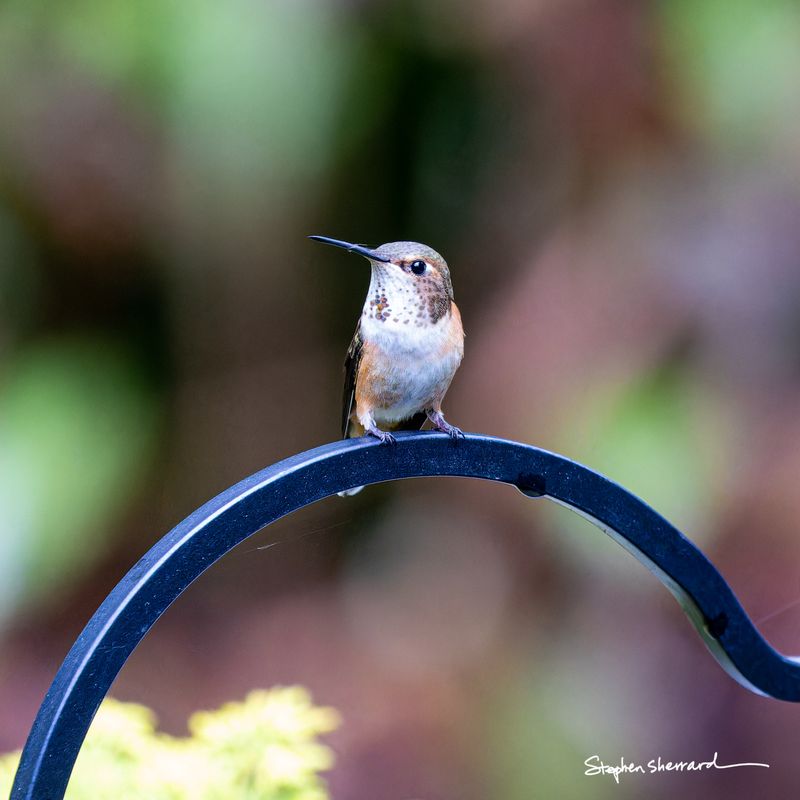 Female Rufous Hummingbird perching on a curved black metal shepherd's hook, soft green and rust garden bokeh background