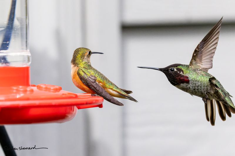 An action shot of a migratory female Rufous hummingbird perching on a feeder rim, twisting her head around to watch a resident male Anna's hummingbird diving in hot from the right side, his gorget appearing velvety black due to the lighting angle.