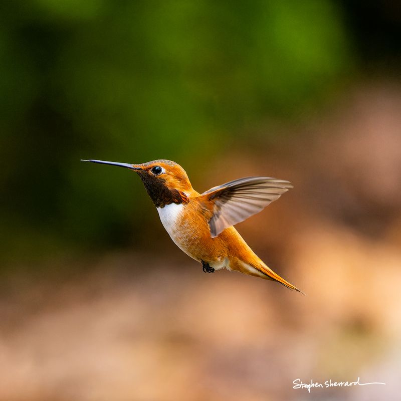 Male Rufous Hummingbird hovering in flight, dark gorget against fiery orange body, wings swept back, green and warm brown bokeh background