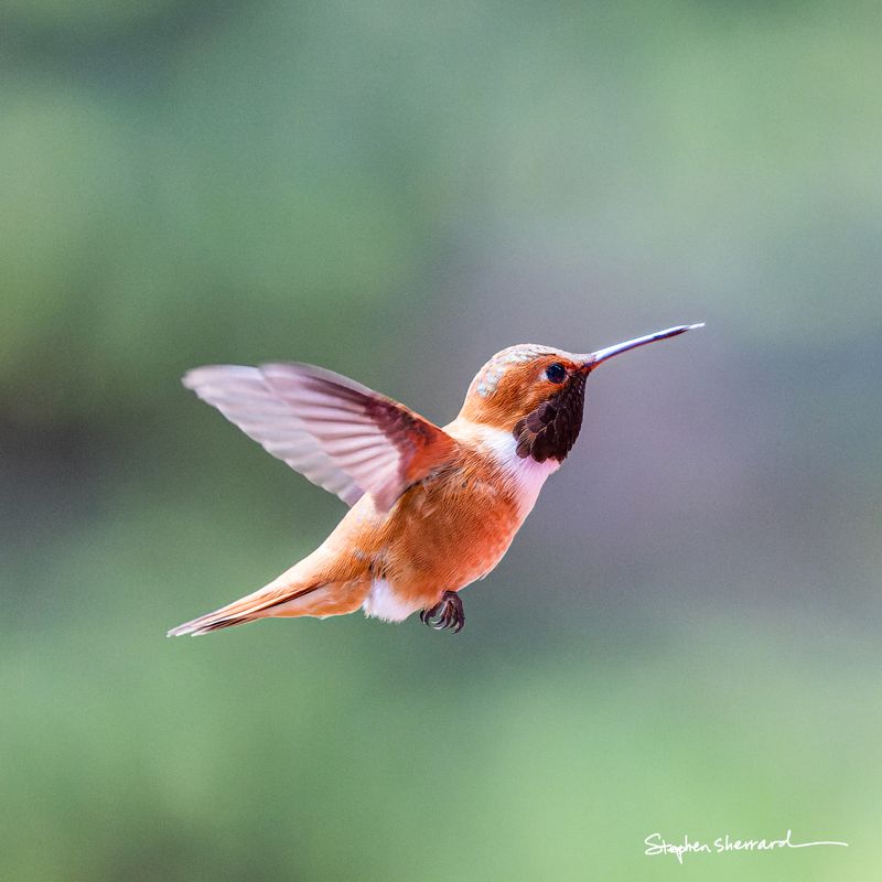 Male Rufous Hummingbird hovering in flight, wings swept back, dark gorget against fiery rufous-orange body, soft green bokeh background