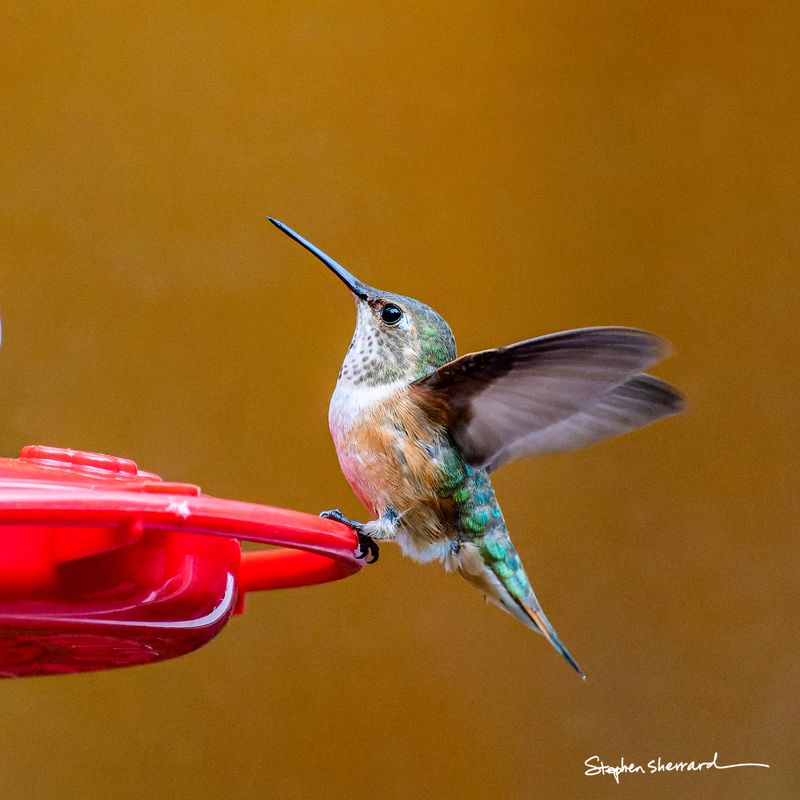 Female Rufous Hummingbird at a red hummingbird feeder with wings fanning, iridescent green back and rufous flanks visible, warm golden bokeh background