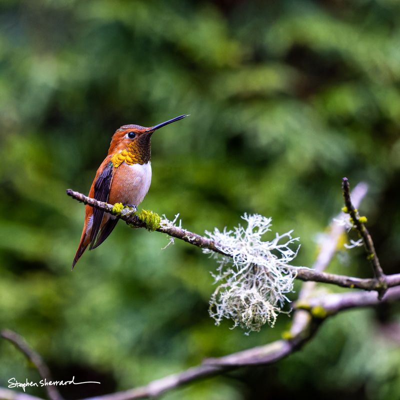 Male Rufous Hummingbird perching on a branch covered in white fruticose lichen, lush dark green forest background