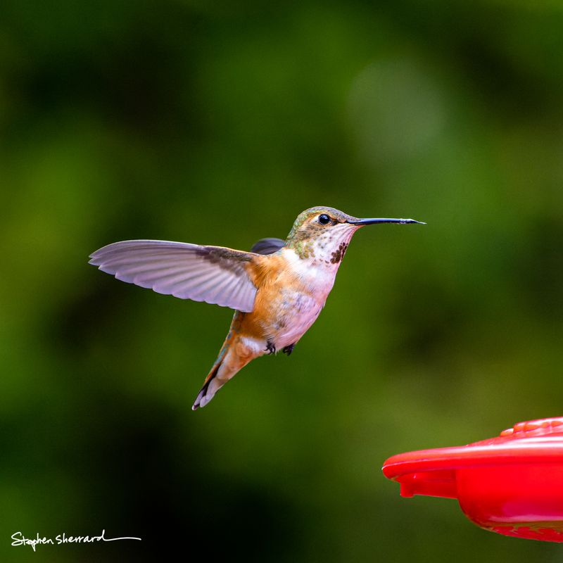 Female Rufous Hummingbird hovering in flight near a red feeder, wings swept back, iridescent green back catching light, deep green background
