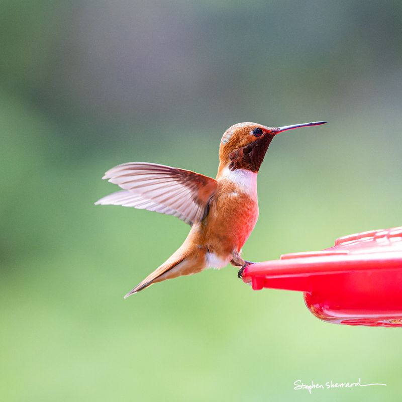 Male Rufous Hummingbird with wings spread wide taking off from a red feeder, fiery rufous-orange body against a soft green background