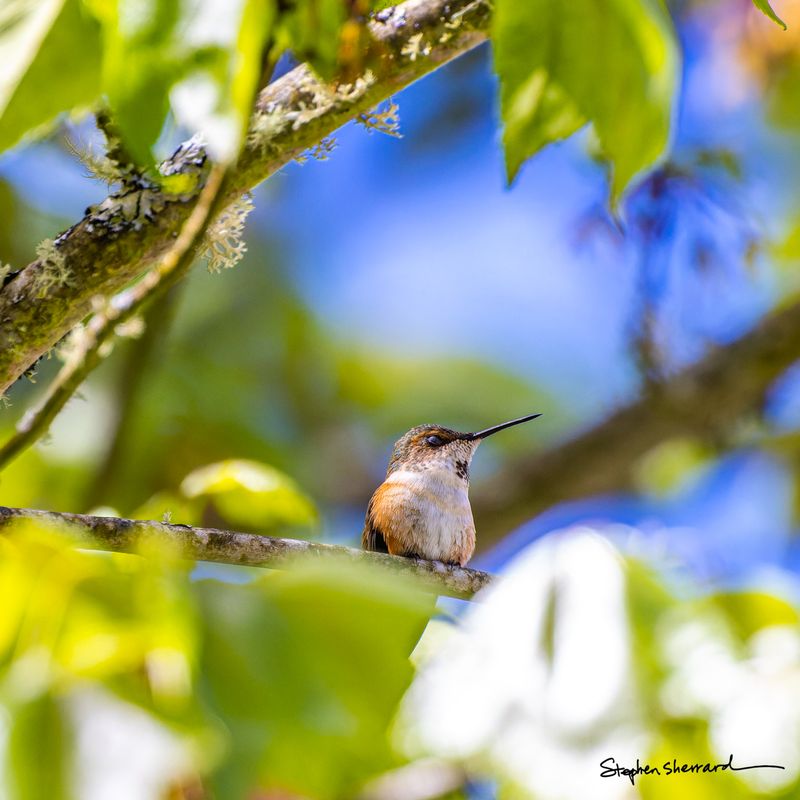 Female Rufous Hummingbird perching on a lichen-covered branch high in a tree canopy, framed by green summer leaves with blue sky peeking through above