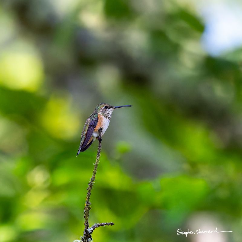 Female Rufous Hummingbird perching at the very tip of a thin lichen-covered bare stick, small and centered in the frame against a lush green bokeh background