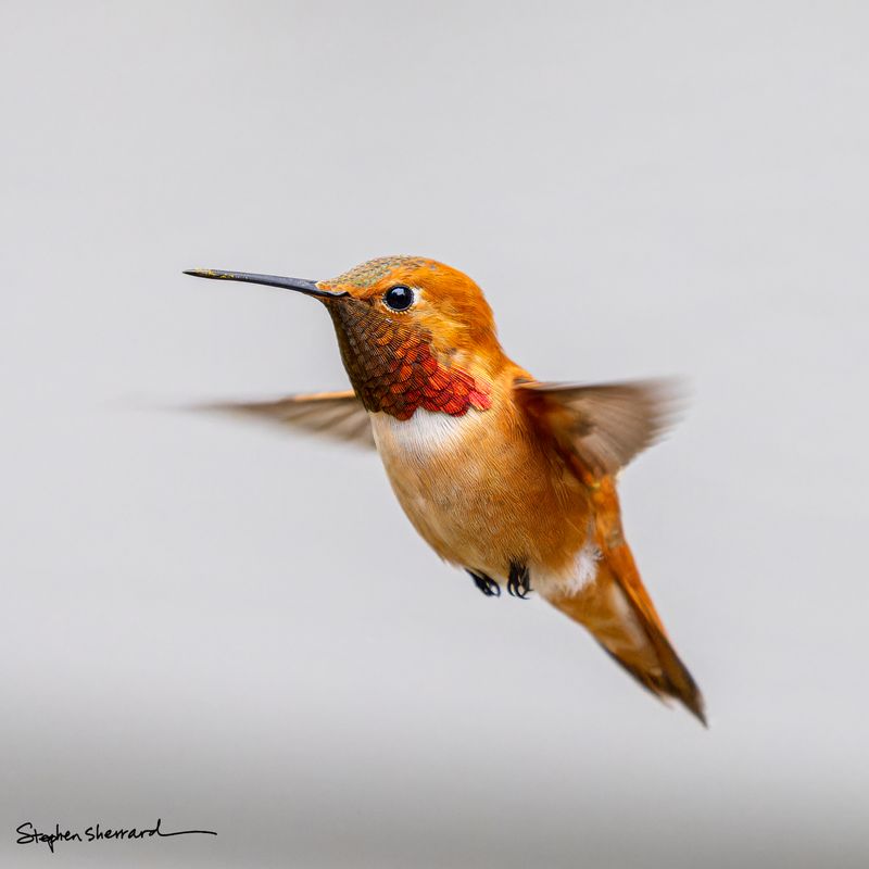 Male Rufous Hummingbird hovering in flight, partial iridescent red gorget catching light in profile view, pure gray-white background