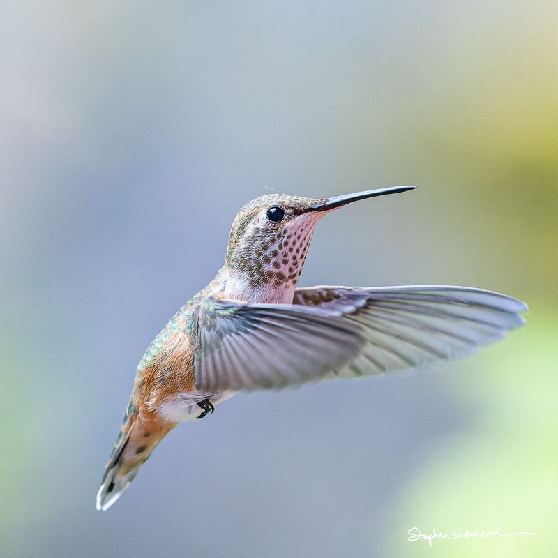 Female Rufous Hummingbird hovering in flight in clean profile, wings swept back, soft blue-gray and green bokeh background