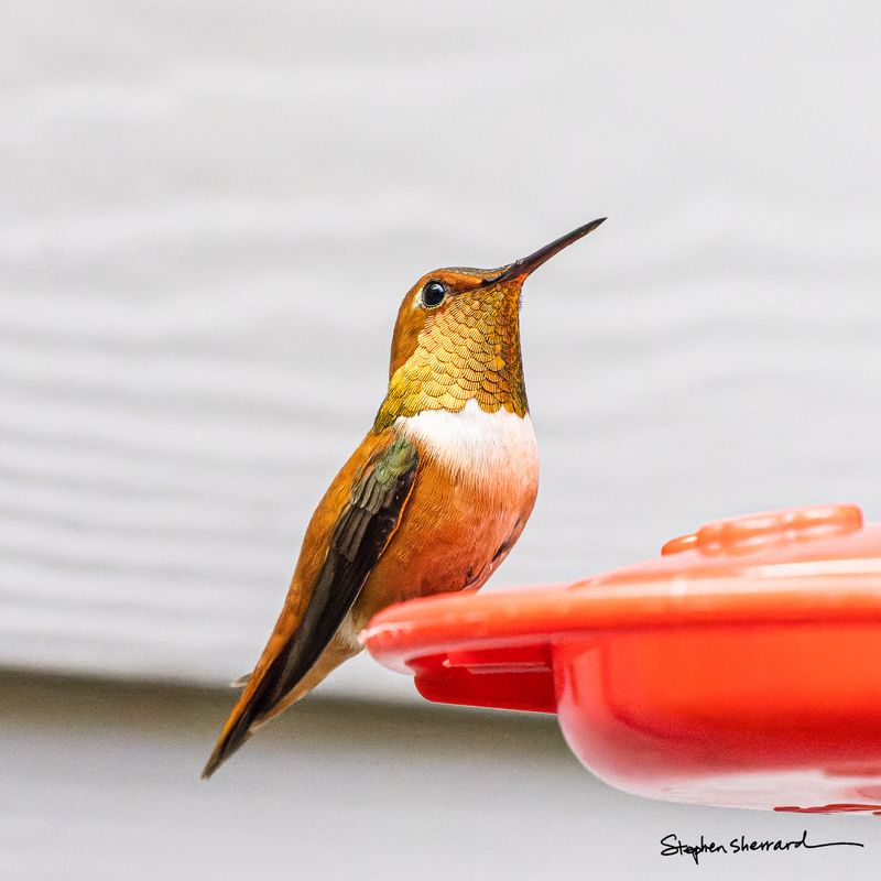 Male Rufous Hummingbird perched at a red feeder looking upward, iridescent gold-green scalloped back feathers catching the light, white house siding background